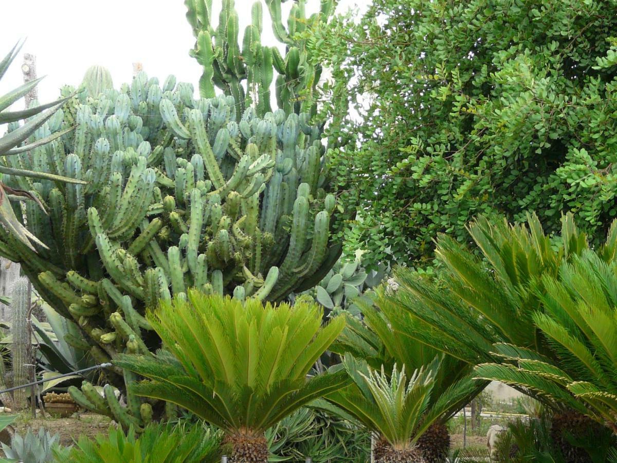 Villa Yucca Avola Exteriér fotografie