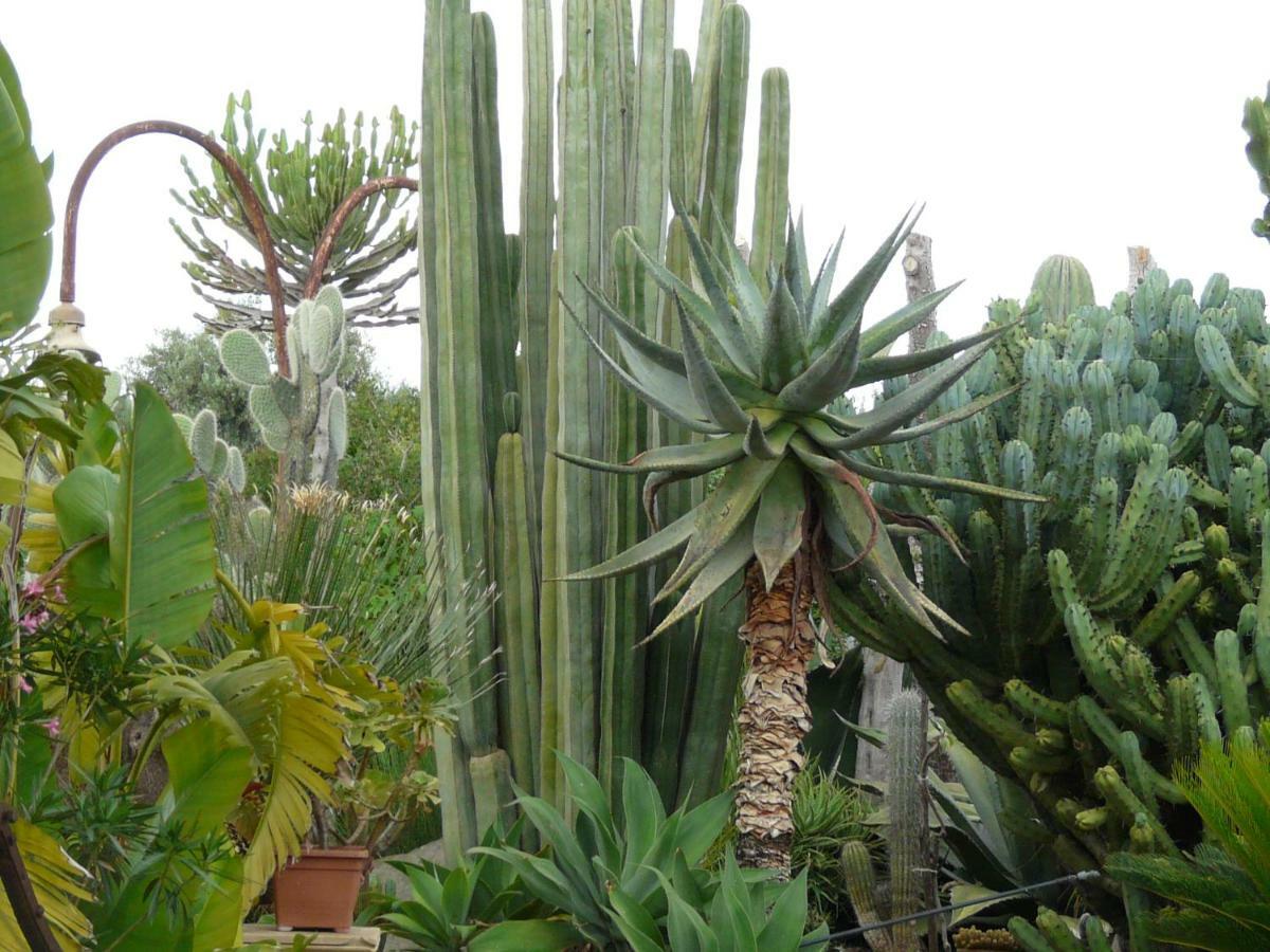 Villa Yucca Avola Exteriér fotografie